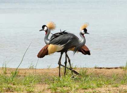 Kasanka & Bangweulu 